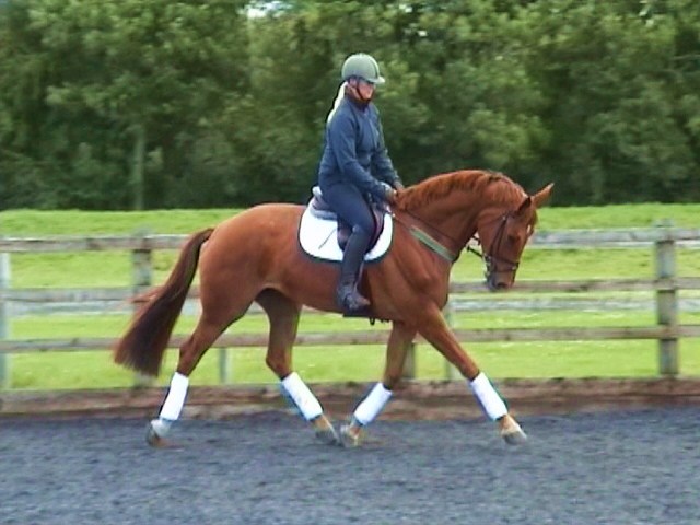 ZODORETTE W